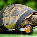 همزیستی با حیوانات معلول با ساخت پروتزهای حیوانی + عکس 24 sympathy with disableanimals zarblog 0016