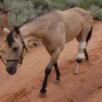 همزیستی با حیوانات معلول با ساخت پروتزهای حیوانی + عکس 47 sympathy with disableanimals zarblog 0018