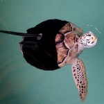 همزیستی با حیوانات معلول با ساخت پروتزهای حیوانی + عکس 21 turtle 3