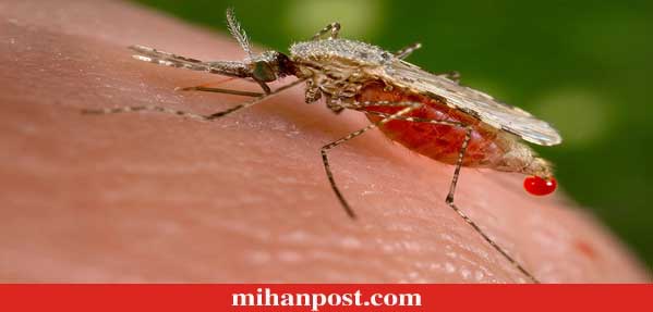 پشه مالاریا