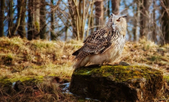 خصوصیات جالبی که درباره جغدهای بازیگوش نمی دانید + عکس 9 خصوصیات جغدهای بازیگوش
