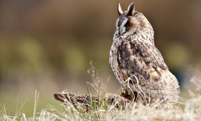 خصوصیات جالبی که درباره جغدهای بازیگوش نمی دانید + عکس 10 خصوصیات جغدهای بازیگوش