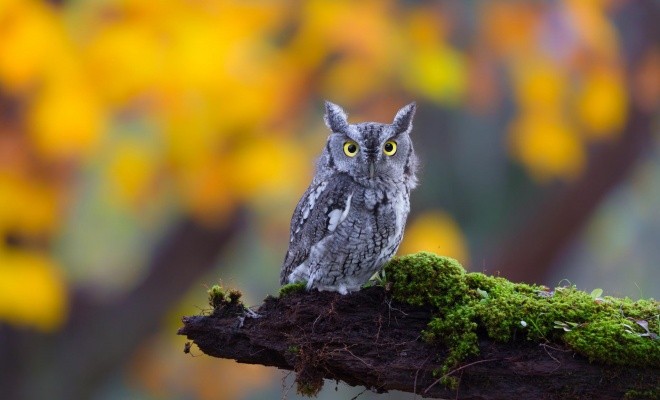 خصوصیات جالبی که درباره جغدهای بازیگوش نمی دانید + عکس 11 11983 5