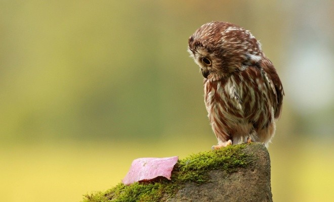 خصوصیات جالبی که درباره جغدهای بازیگوش نمی دانید + عکس 13 خصوصیات جغدهای بازیگوش