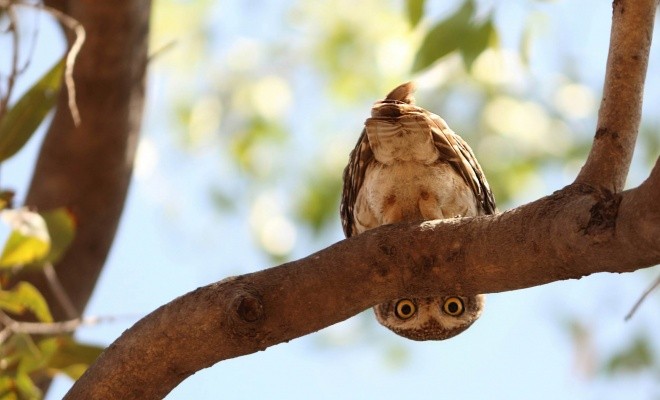 خصوصیات جالبی که درباره جغدهای بازیگوش نمی دانید + عکس 18 خصوصیات جغدهای بازیگوش