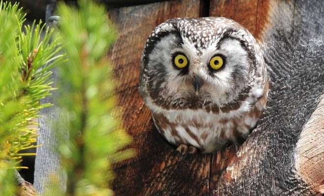 خصوصیات جالبی که درباره جغدهای بازیگوش نمی دانید + عکس 23 خصوصیات جغدهای بازیگوش