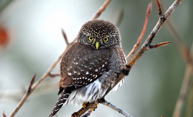 خصوصیات جالبی که درباره جغدهای بازیگوش نمی دانید + عکس 19 خصوصیات جغدهای بازیگوش