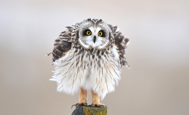 خصوصیات جالبی که درباره جغدهای بازیگوش نمی دانید + عکس 22 خصوصیات جغدهای بازیگوش