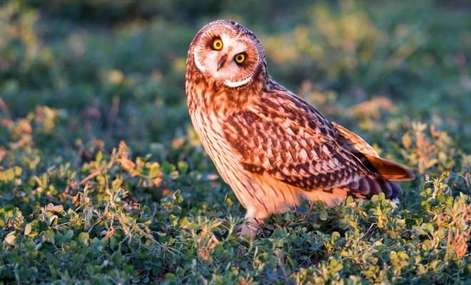 خصوصیات جالبی که درباره جغدهای بازیگوش نمی دانید + عکس 20 خصوصیات جغدهای بازیگوش