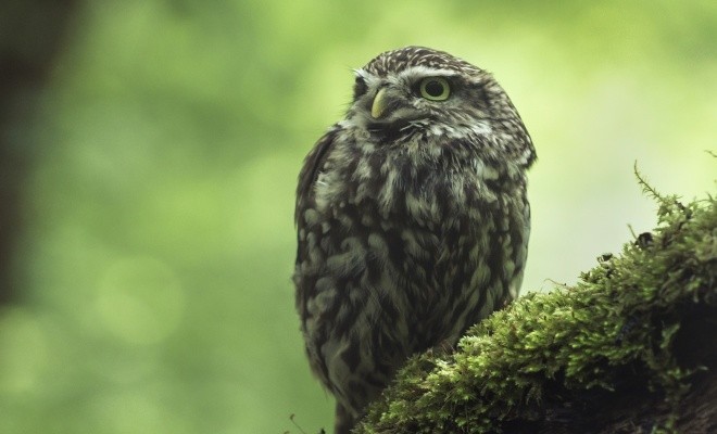 خصوصیات جالبی که درباره جغدهای بازیگوش نمی دانید + عکس 7 خصوصیات جغدهای بازیگوش