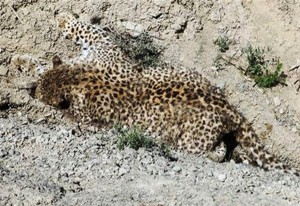 لاشه پلنگ کشته شده در زنجان