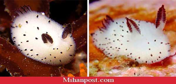 ملاقات با خرگوش دریایی،جالبترین موجود آبزی سواحل ژاپن + عکس 8 خرگوش دریایی