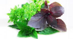 فواید درمانی خوردن سبزی