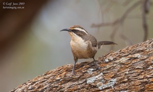کاکل بلوطی
