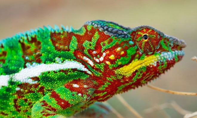 chameleon 1