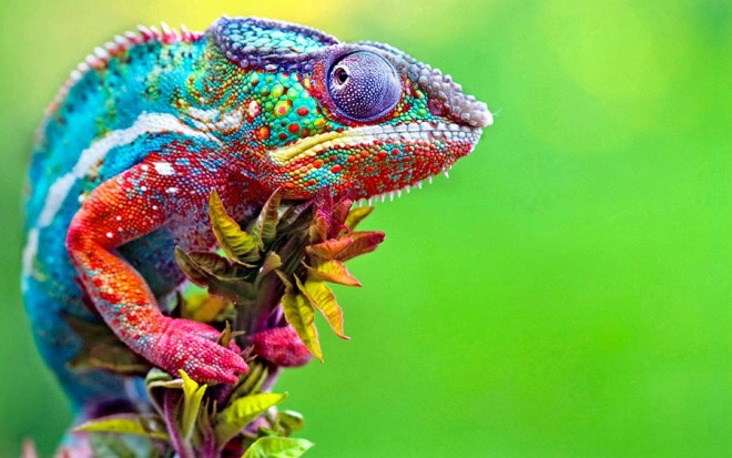 chameleon 2