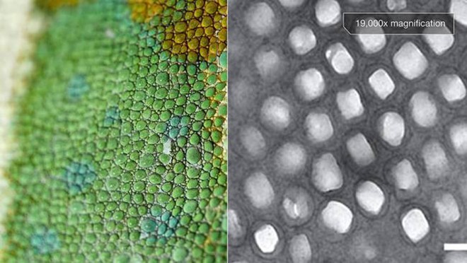 chameleon 3