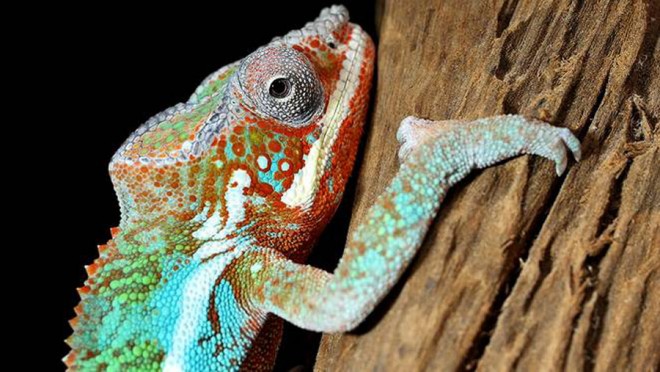 chameleon 4