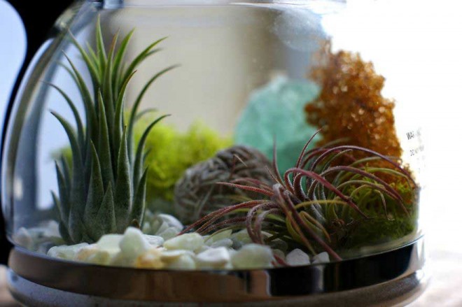 تبدیل خلاقانه قوری مادر بزرگ به گلدان دیدنی کاکتوس + عکس 4 گلدان کاکتوس