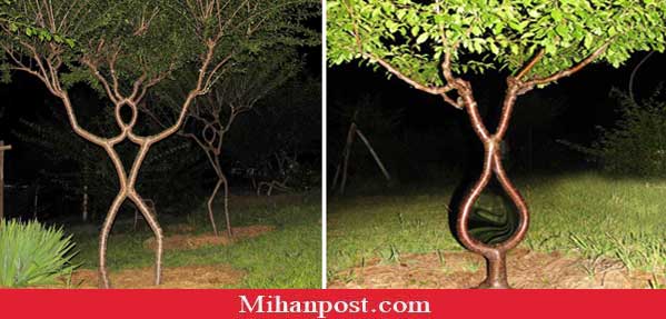 tree person mihanpost