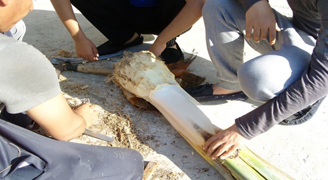 پنیر خرما 10