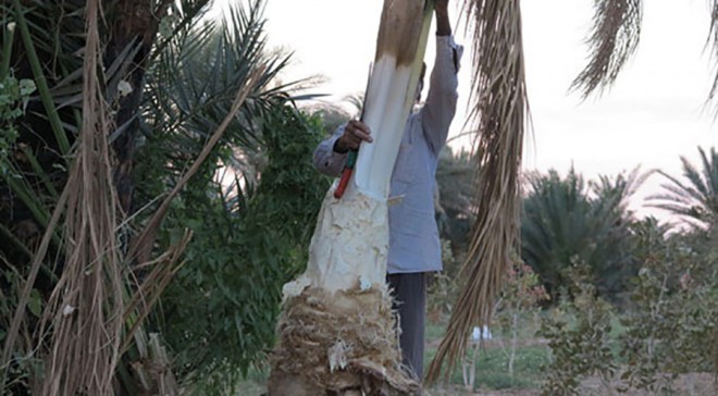 پنیر خرما 11