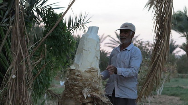 پنیر خرما 12