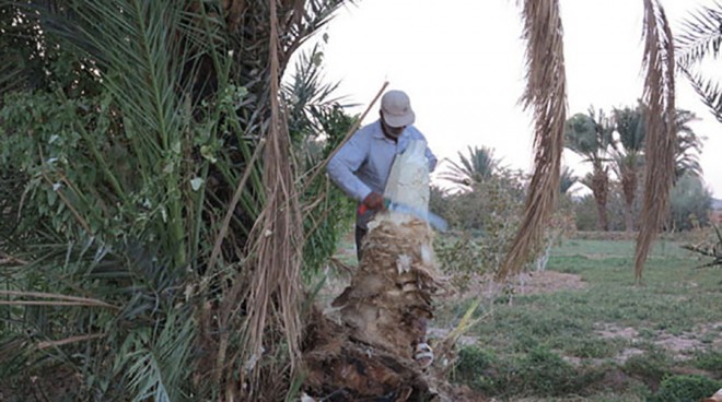 پنیر خرما 13