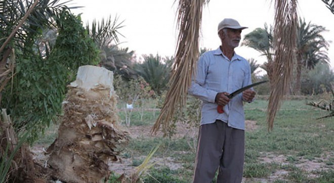 پنیر خرما 15