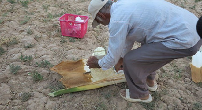 پنیر خرما 16