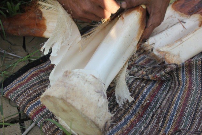 پنیر خرما 17