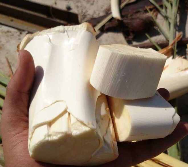 پنیر خرما 20