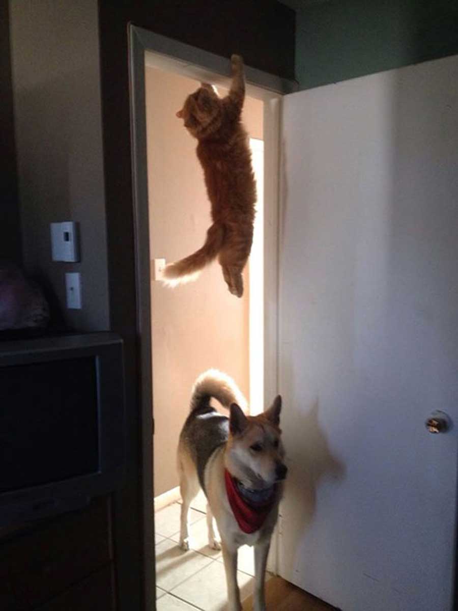 funny perfectly timed cat 18