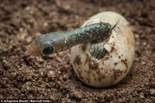 لحظه تولد مار