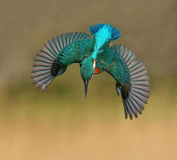 Photographer Finally Takes Perfect Shot Of Kingfisher 1
