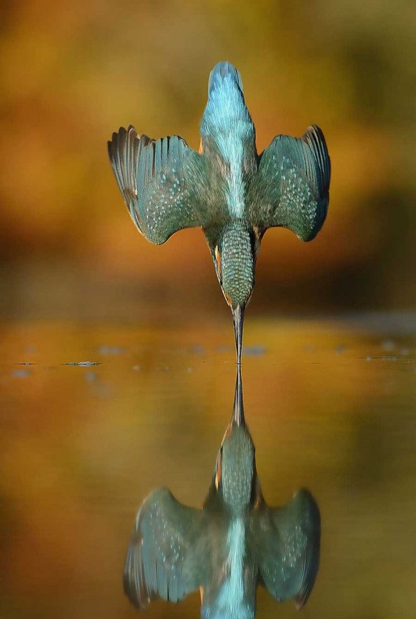 Photographer Finally Takes Perfect Shot Of Kingfisher 3