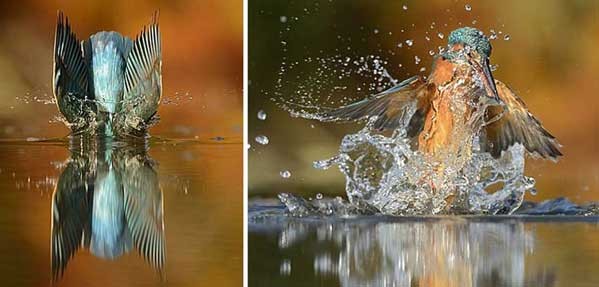 Photographer Finally Takes Perfect Shot Of Kingfisher 4
