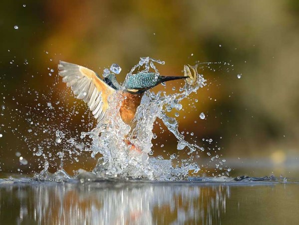Photographer Finally Takes Perfect Shot Of Kingfisher 5