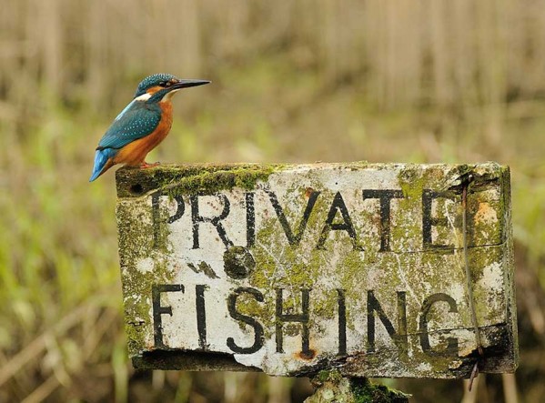 Photographer Finally Takes Perfect Shot Of Kingfisher 6