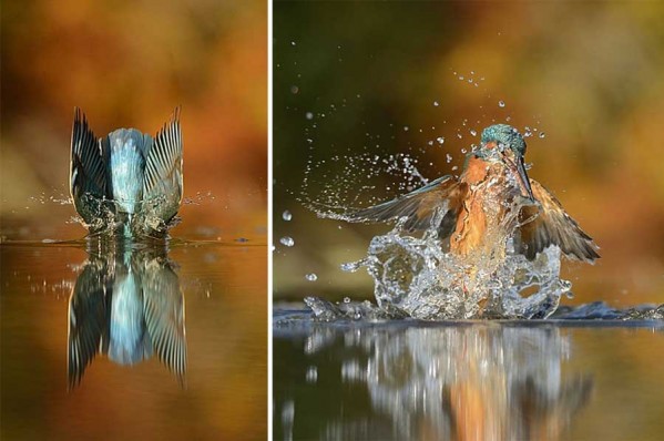 Photographer Finally Takes Perfect Shot Of Kingfisher 7