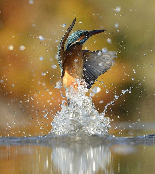 Photographer Finally Takes Perfect Shot Of Kingfisher 8