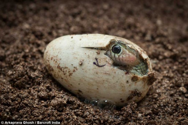 لحظه تولد مار