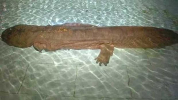 Salamander Discovered in China 1