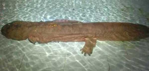 Salamander Discovered in China