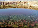 جزیره سقطری