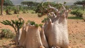 جزیره سقطری