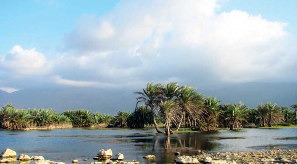 جزیره سقطری