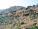جزیره سقطری