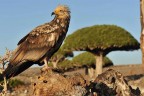 جزیره سقطری
