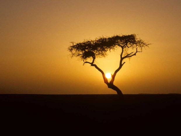 Tree of Ténéré 10
